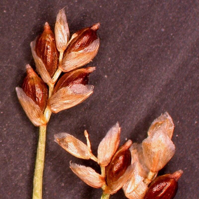 Sedge, Bristle-leafed Sedge - Image 4