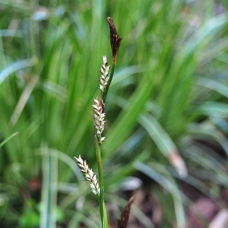 Sedge, Ice Dance Sedge - Image 6