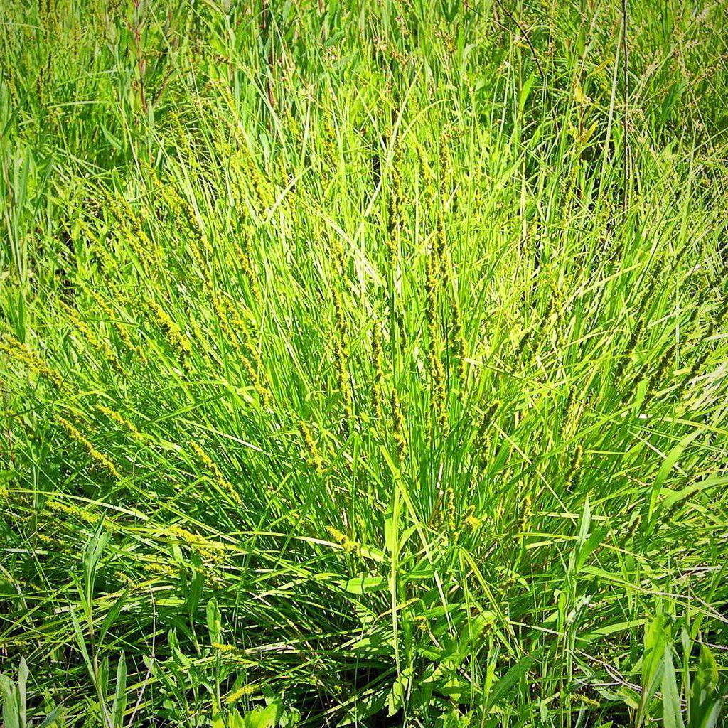 Sedge, Fox Sedge