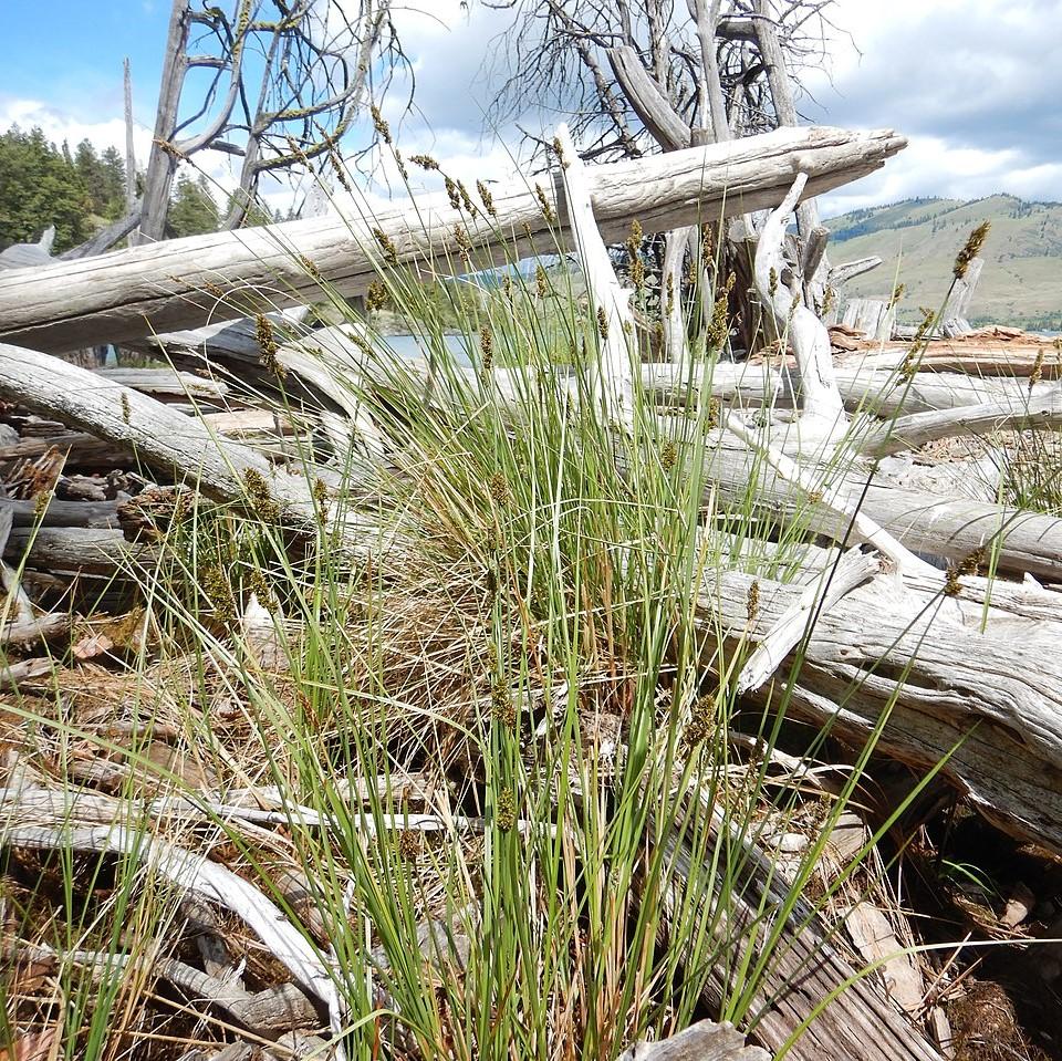 Sedge, Fox Sedge - Image 2