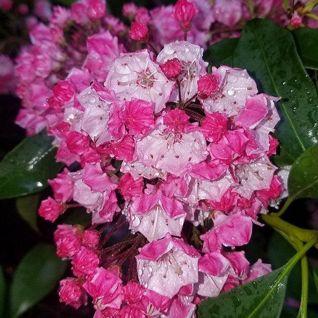 Kalmia latifolia 'Carol' - Carol Mountain Laurel