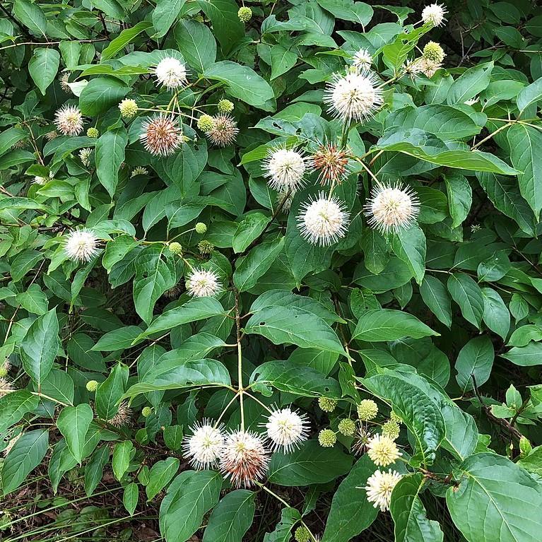 Buttonbush, First Editions® Fiber Optics - Image 2