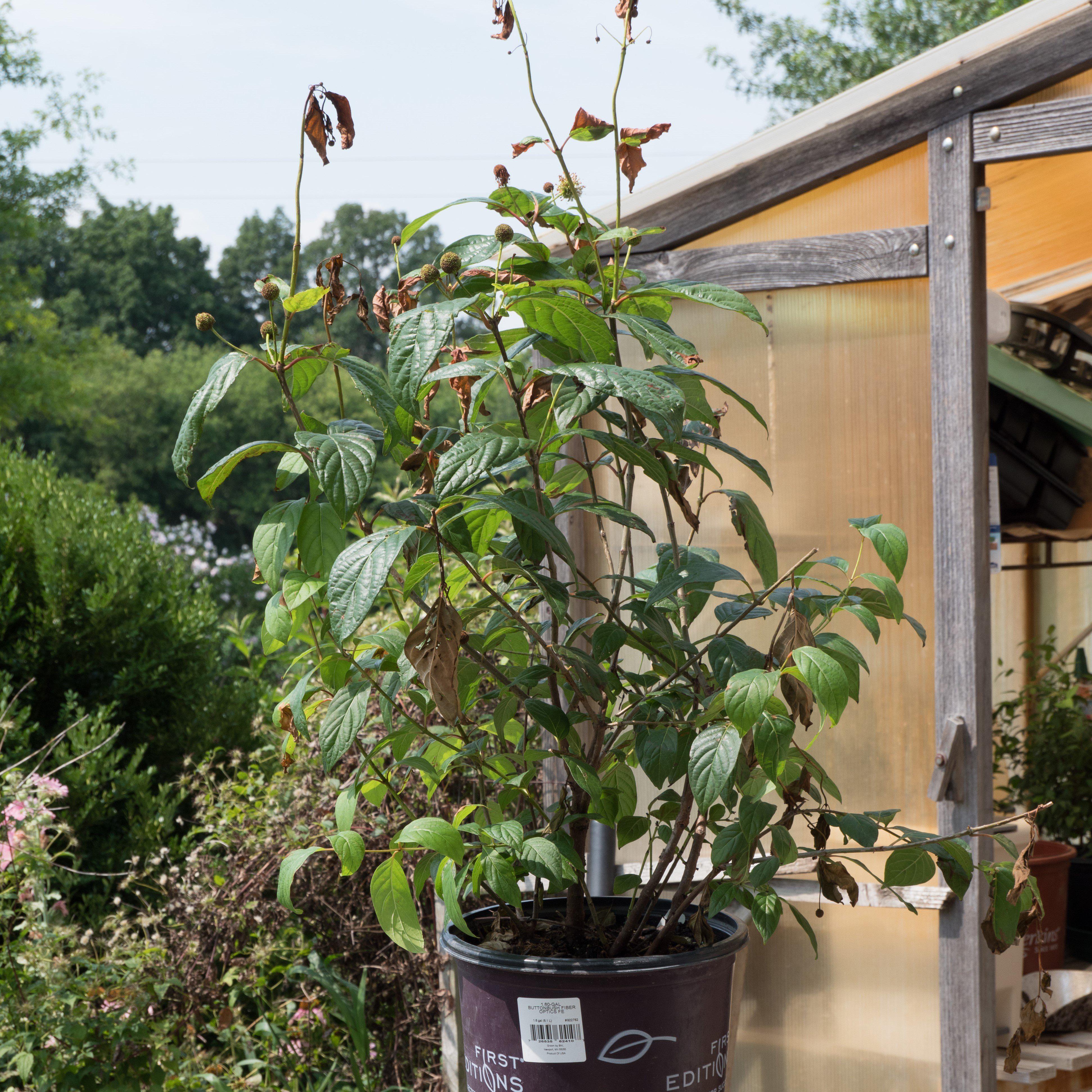 Buttonbush, First Editions® Fiber Optics - Image 3