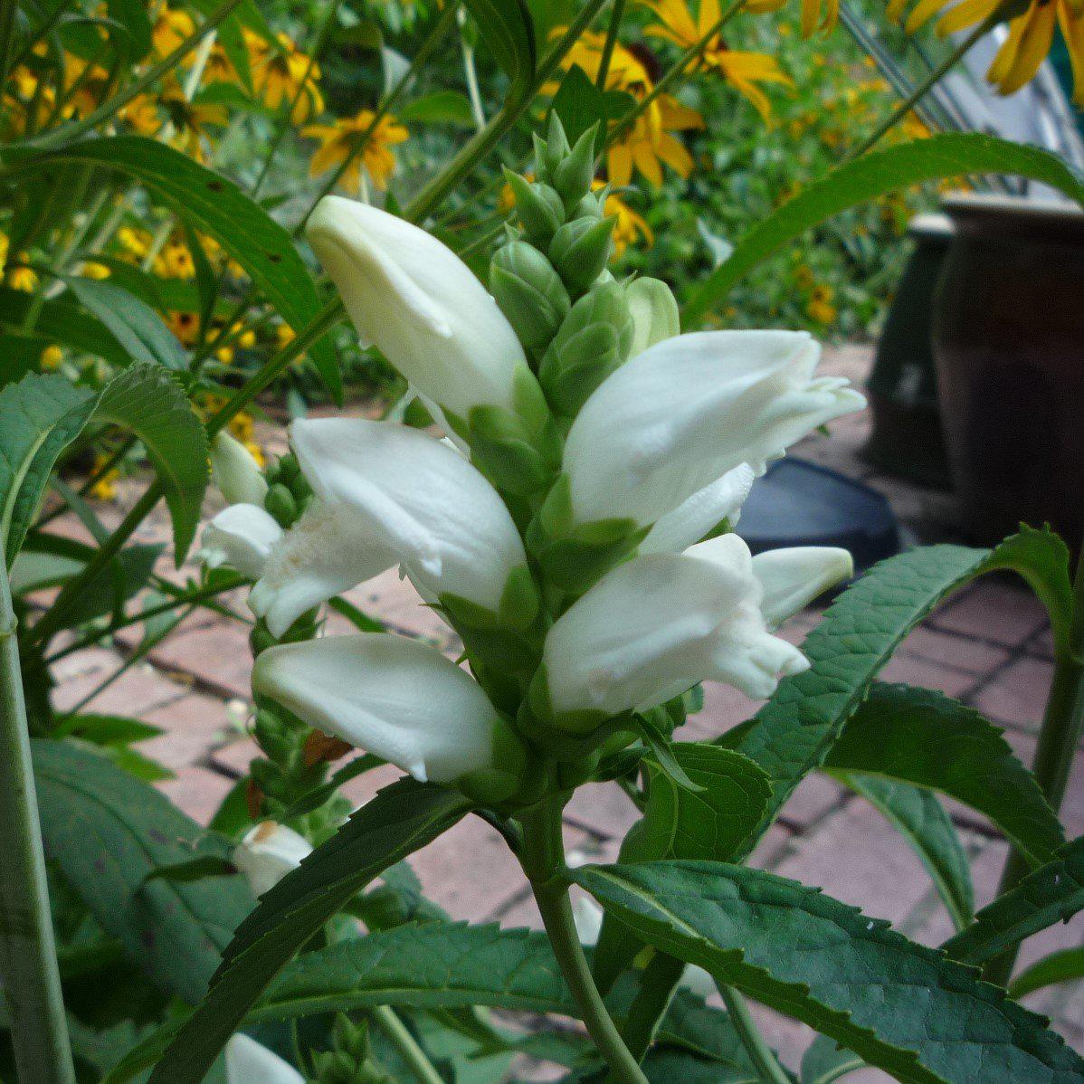 Turtlehead, White Turtlehead