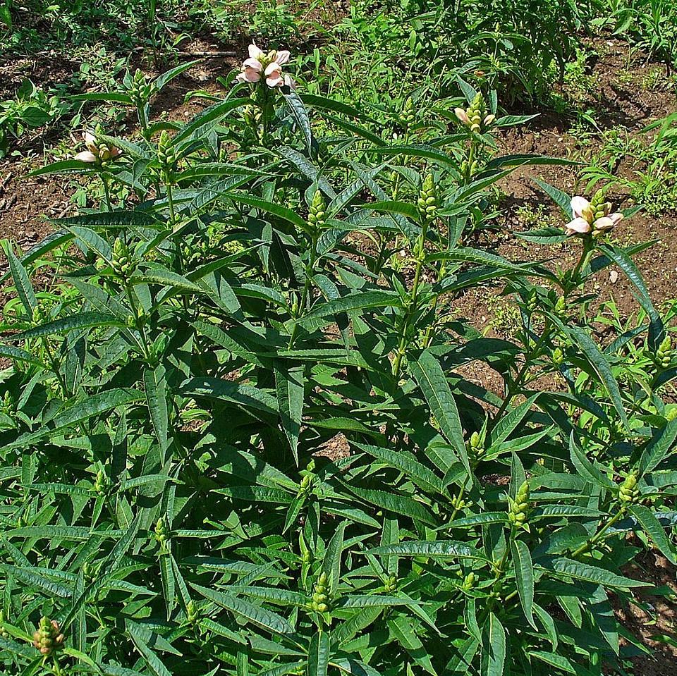 Turtlehead, White Turtlehead - Image 2