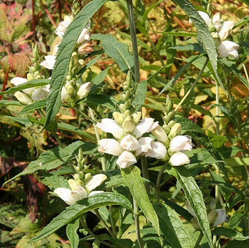 Turtlehead, White Turtlehead - Image 3