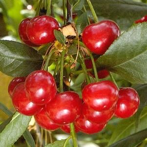 Cherry, North Star Tart Cherry, 7 gal (5-7 ft)