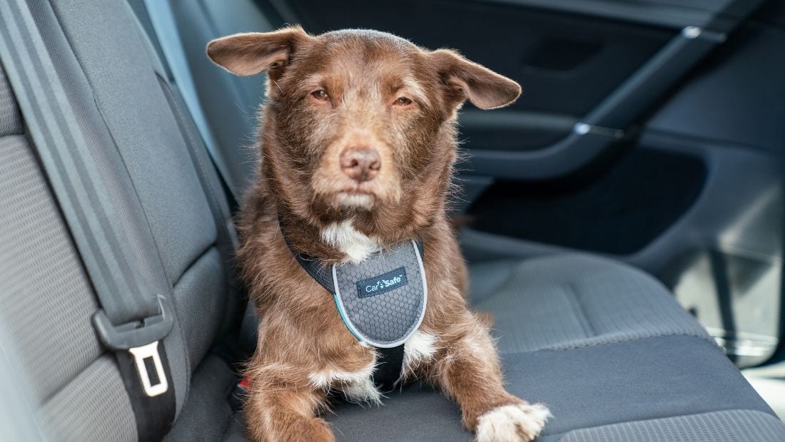 Carsafe Travel Dog Harness - Image 5