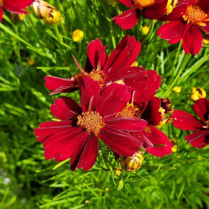Tickseed, Permathreads™ Red Satin Coreopsis - Image 2