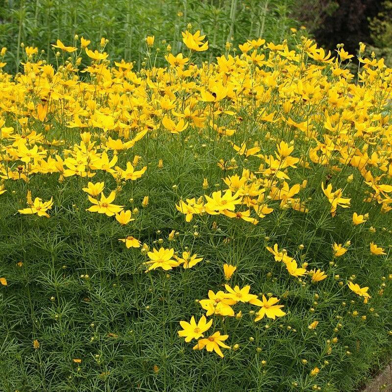 Tickseed, Threadleaf Coreopsis - Image 2
