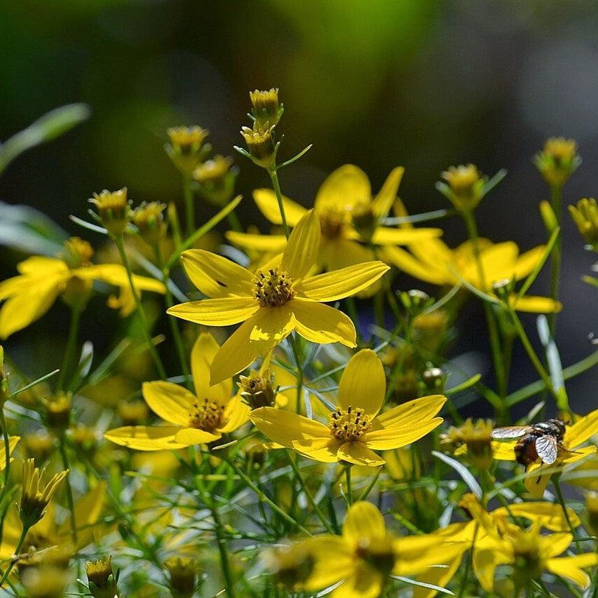 Tickseed, Threadleaf Coreopsis - Image 3