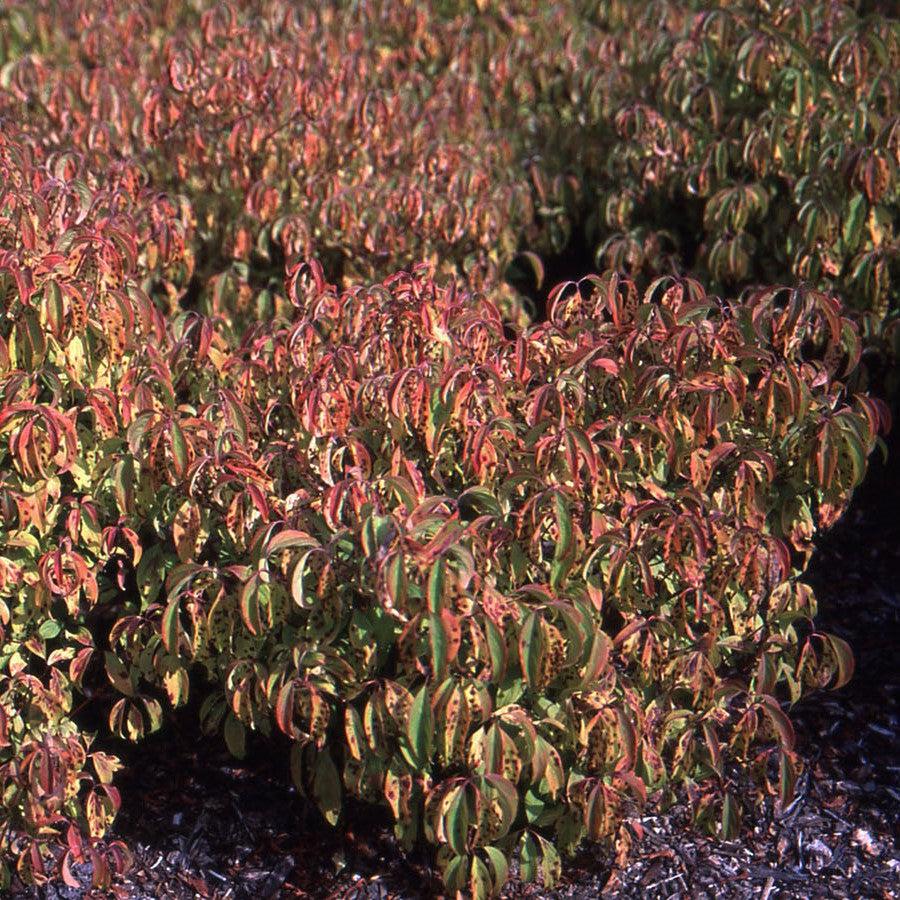 Dogwood, Kelseyi Red Twig Dogwood - Image 3