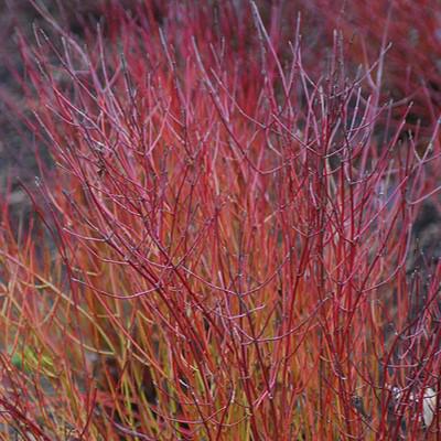 Dogwood, Kelseyi Red Twig Dogwood - Image 7