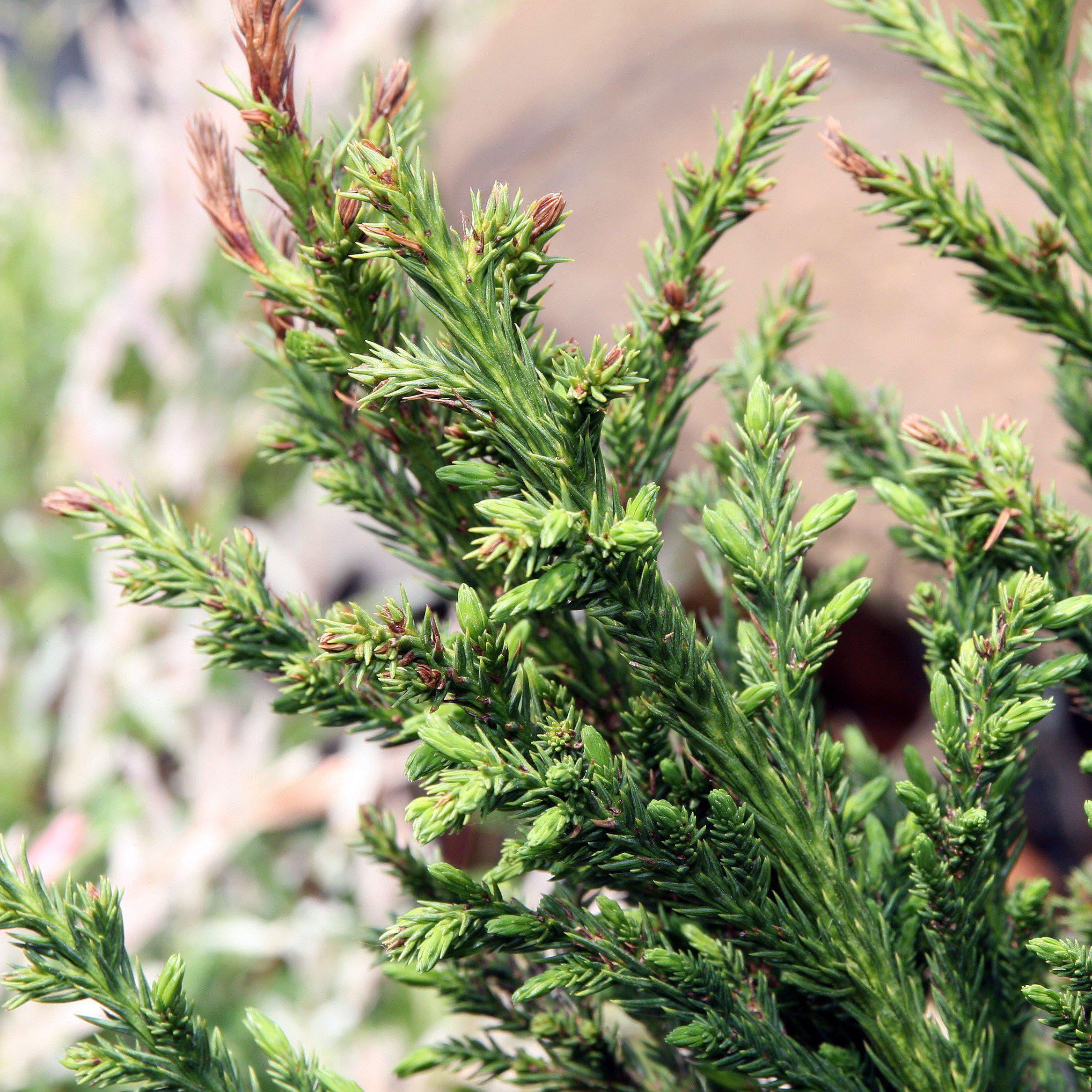 Cedar, Black Dragon Japanese Cedar - Image 3