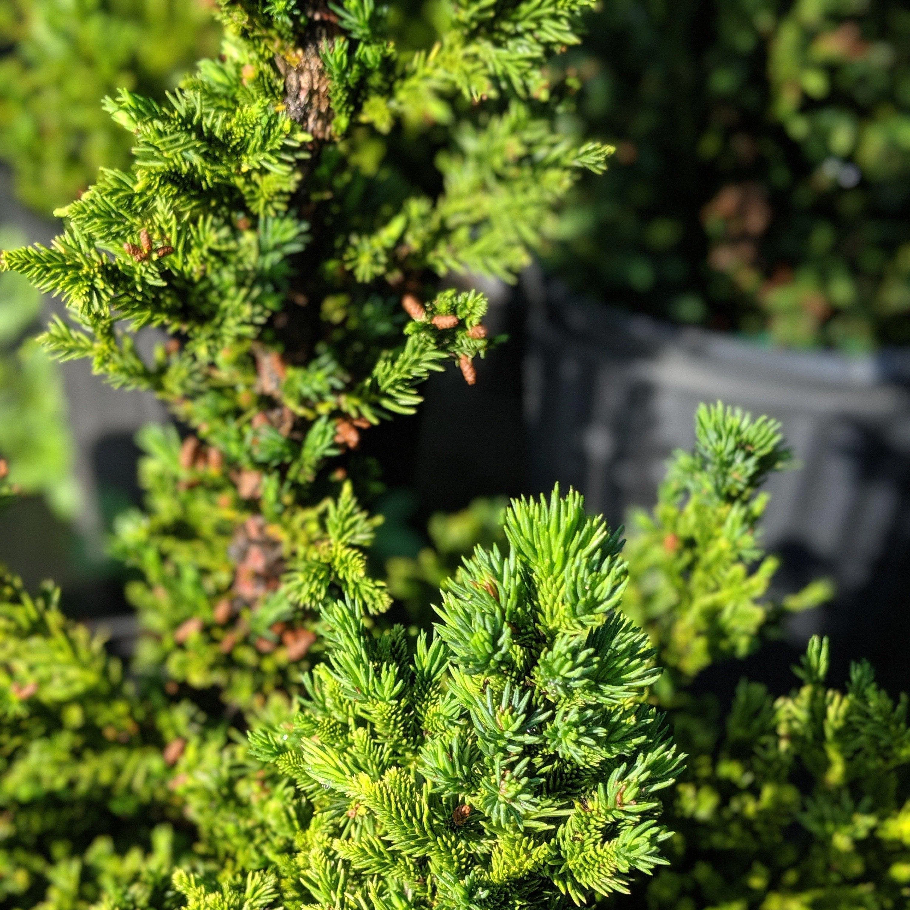 Cedar, Black Dragon Japanese Cedar - Image 4