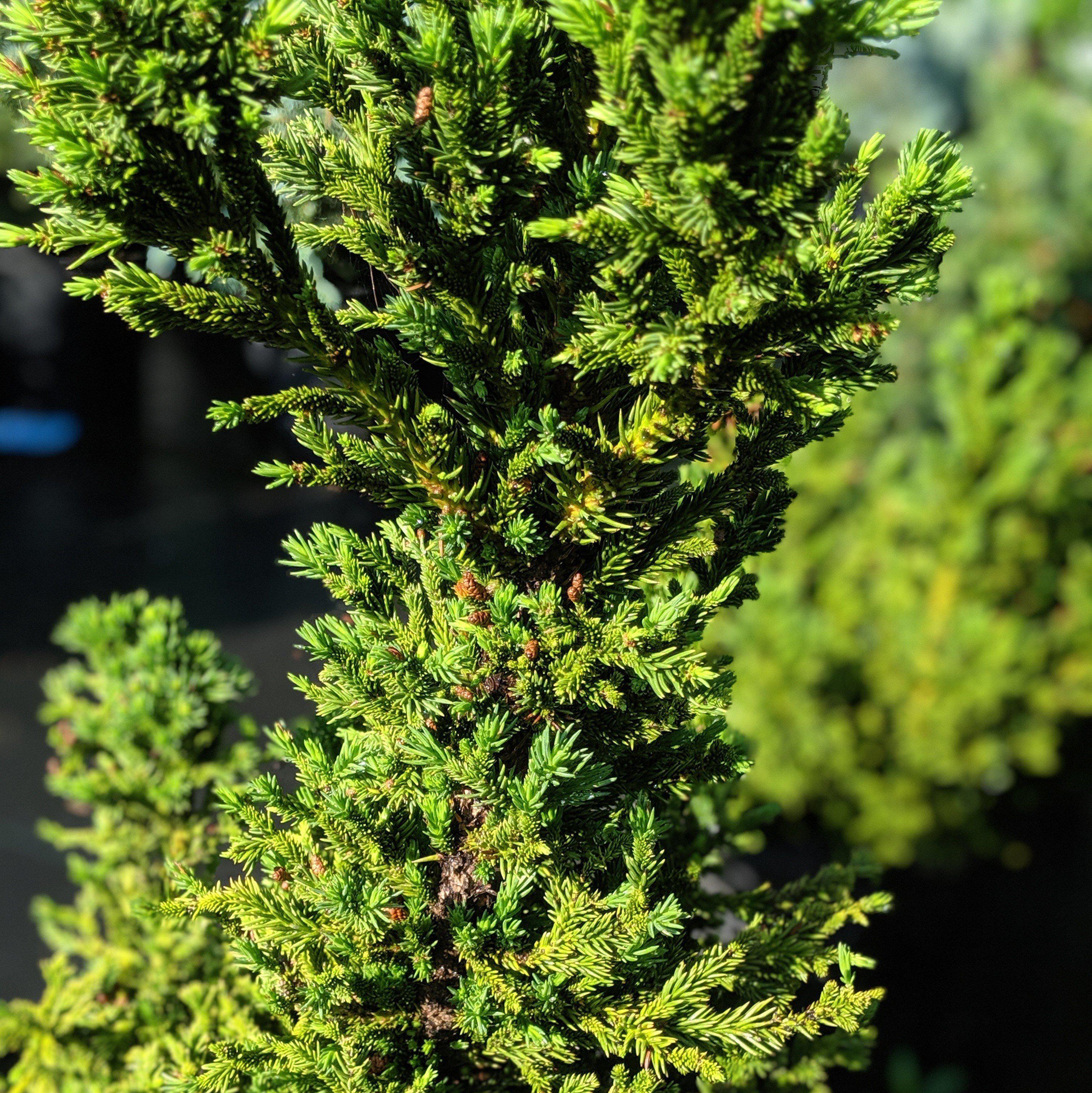 Cedar, Black Dragon Japanese Cedar - Image 5