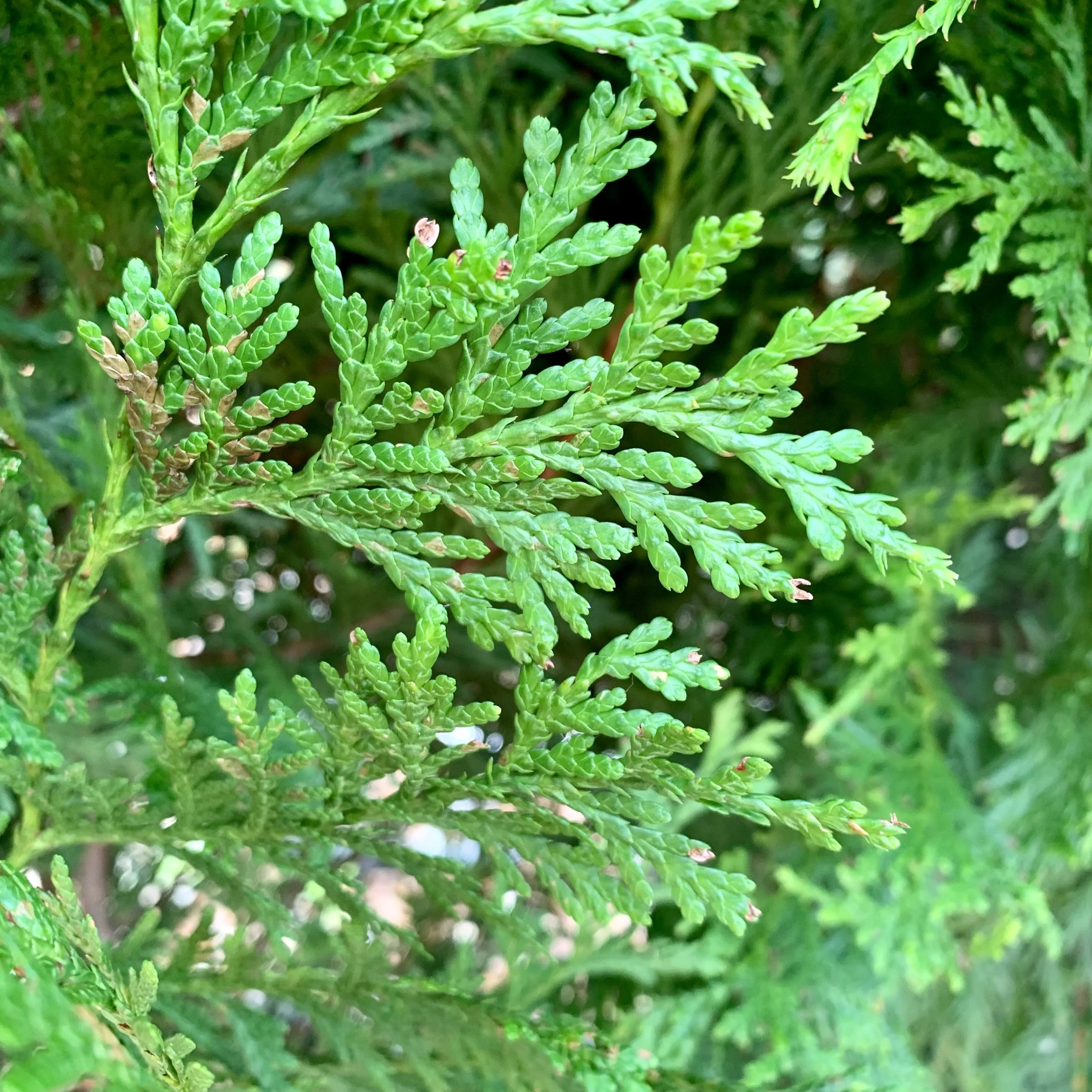 Arborvitae, Green Giant Arborvitae - Image 10