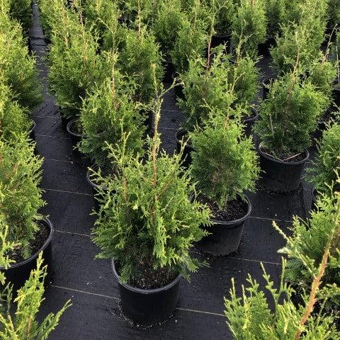 Arborvitae, Green Giant Arborvitae - Image 12