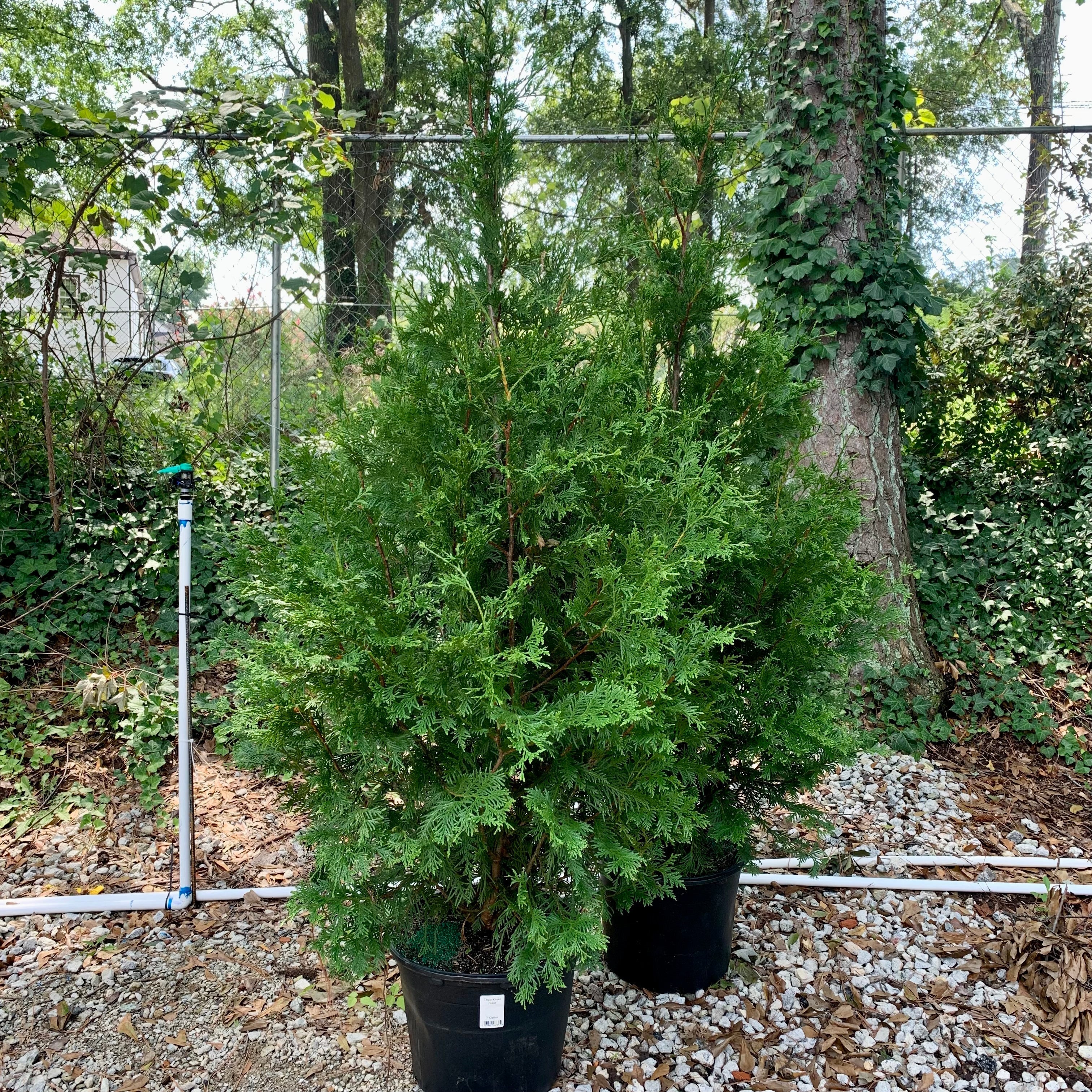 Arborvitae, Green Giant Arborvitae - Image 14