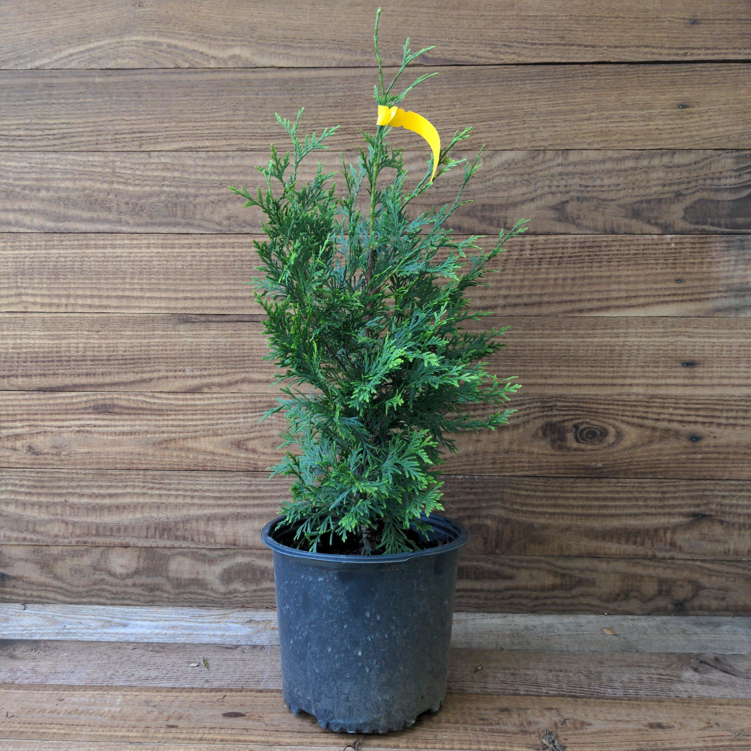 Arborvitae, Green Giant Arborvitae - Image 4