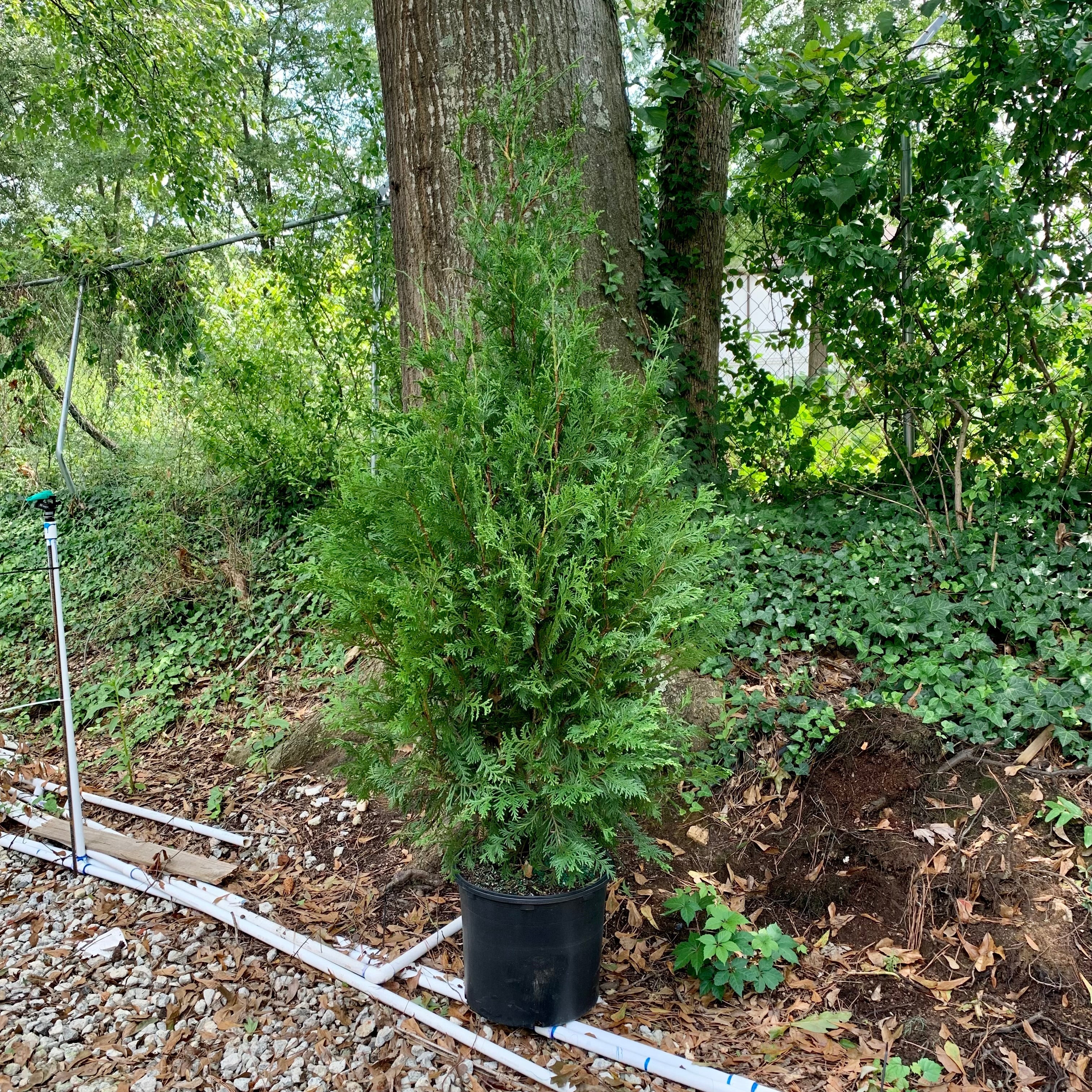 Arborvitae, Green Giant Arborvitae - Image 5