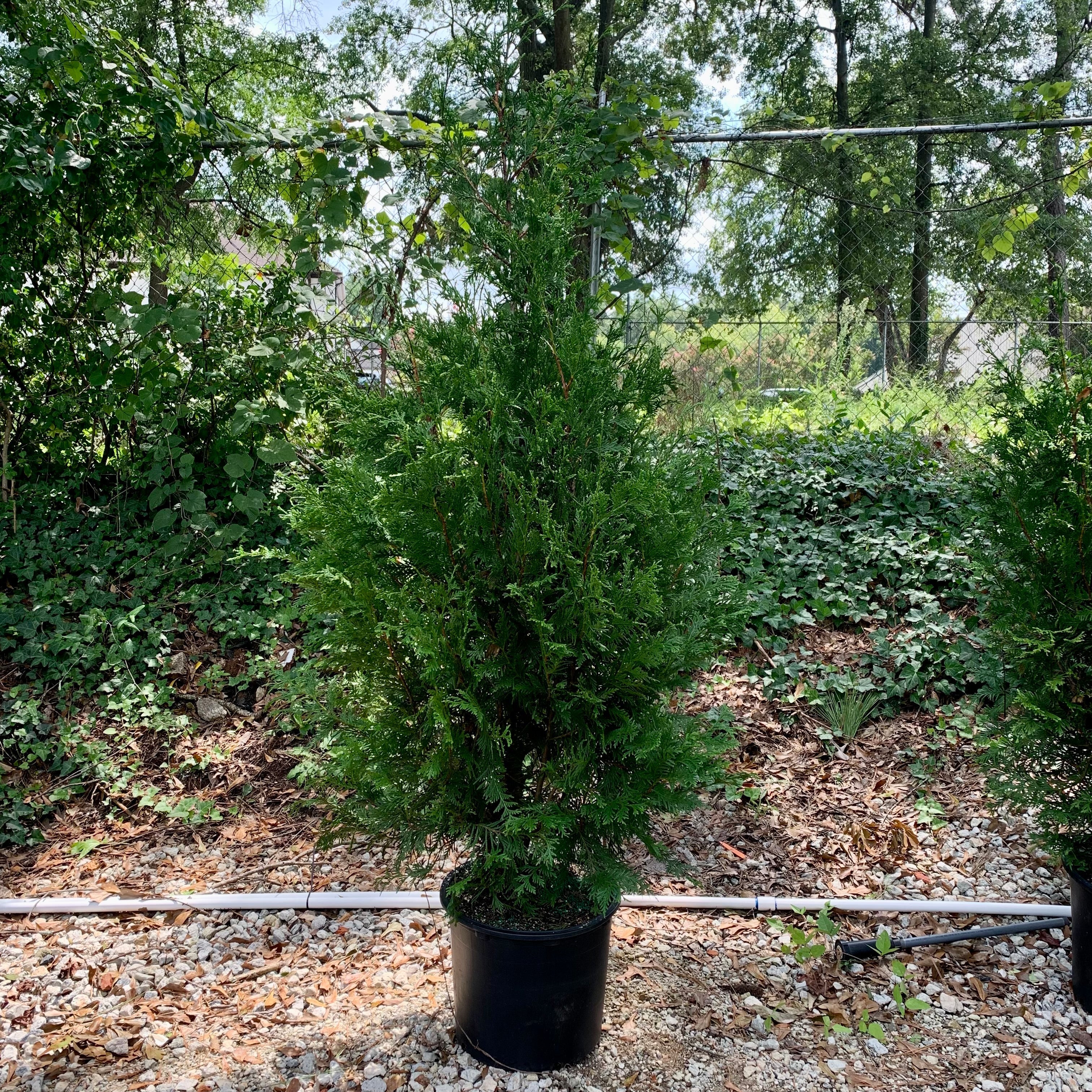 Arborvitae, Green Giant Arborvitae - Image 6