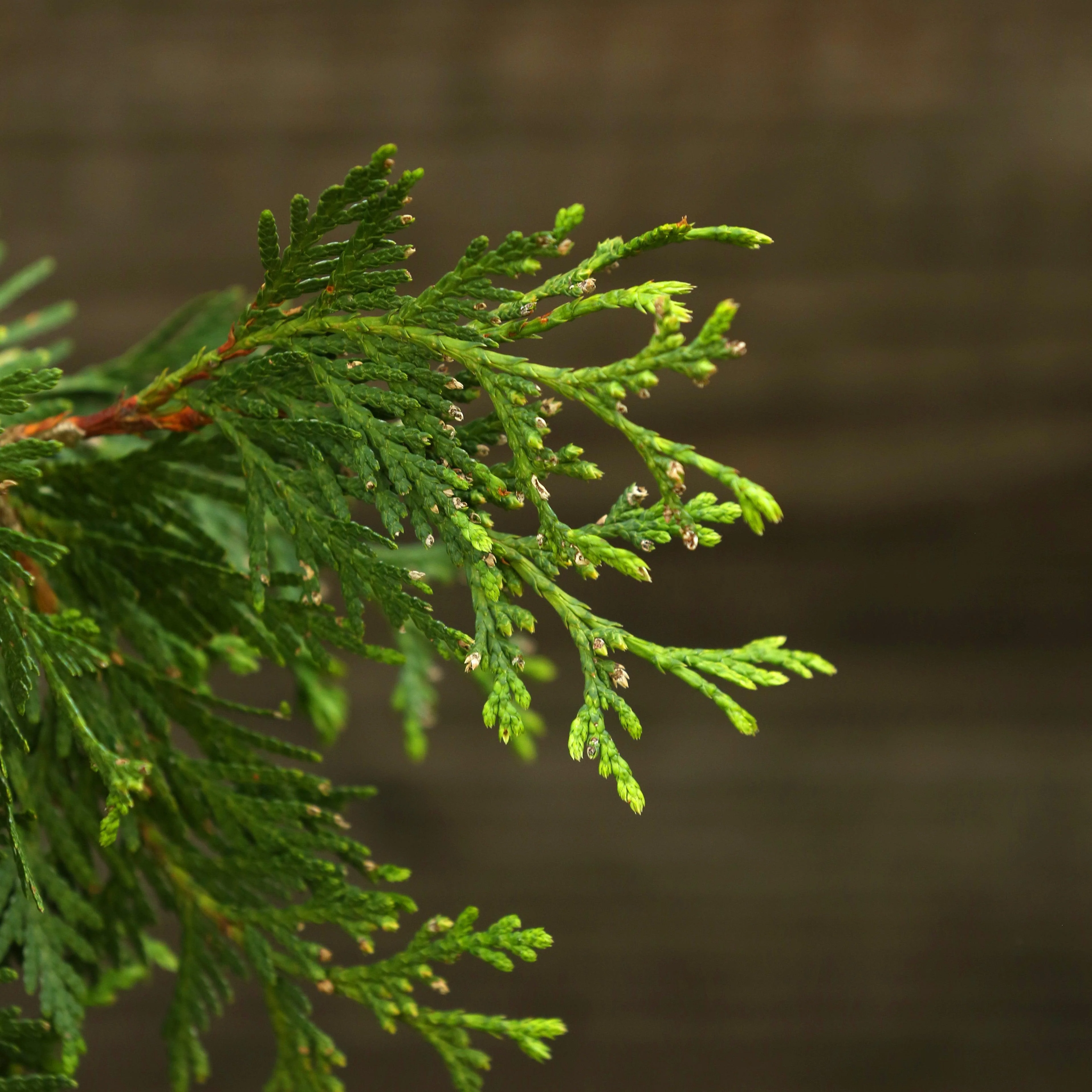 Arborvitae, Green Giant Arborvitae - Image 7