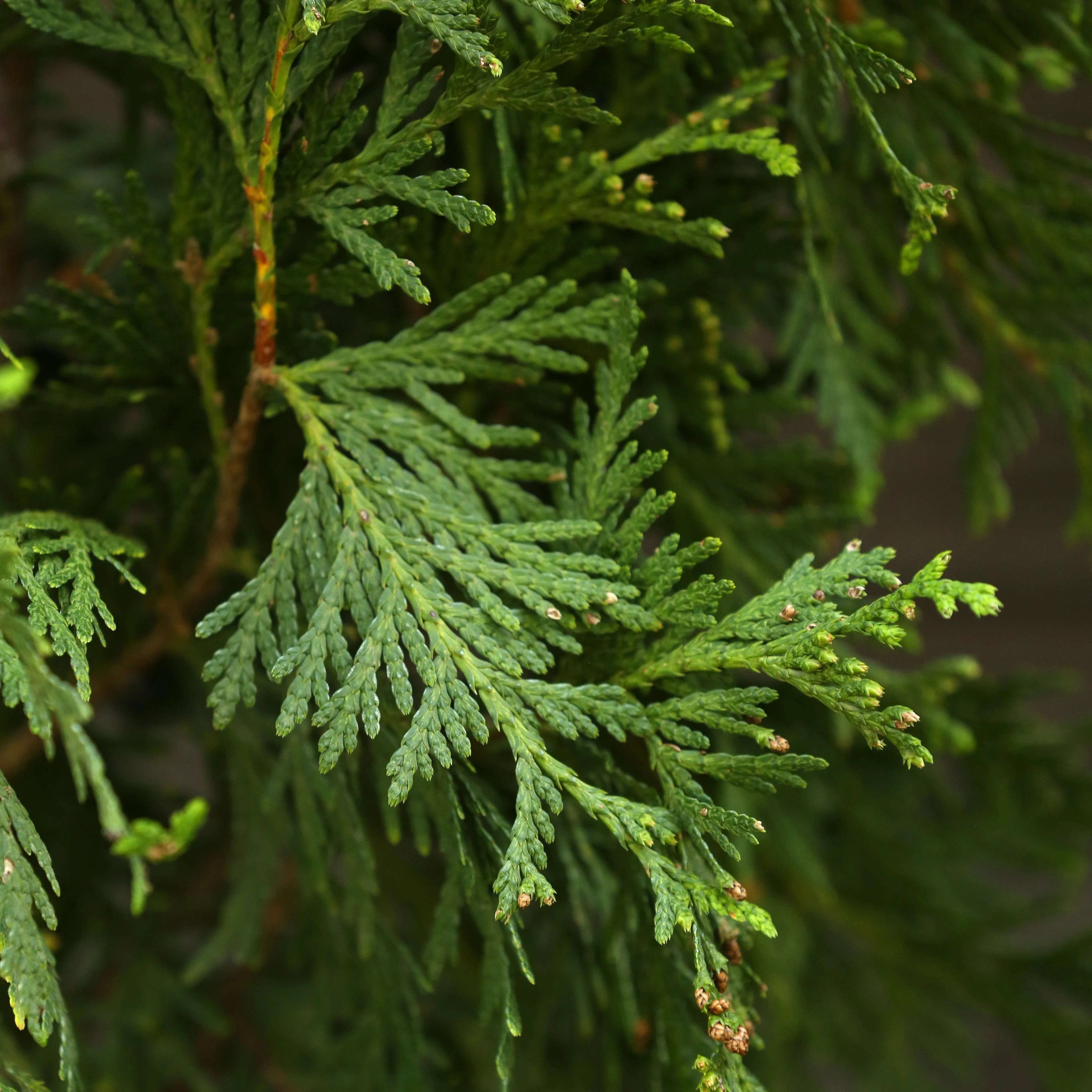 Arborvitae, Green Giant Arborvitae - Image 8