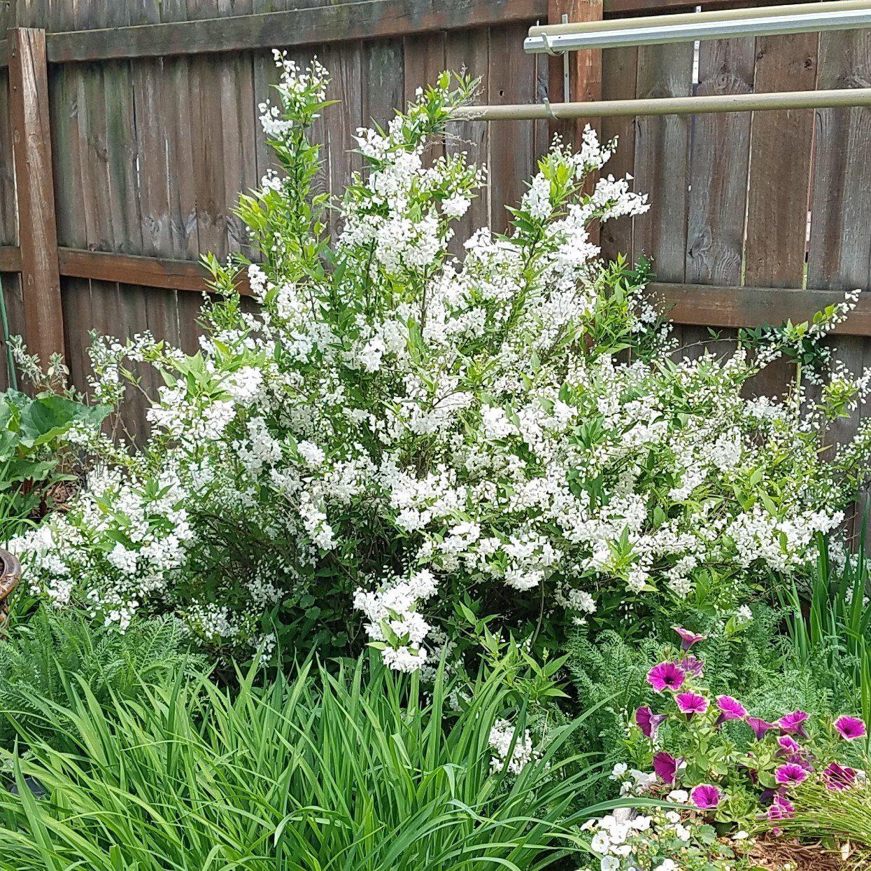 Deutzia, Dwarf Nikko Deutzia
