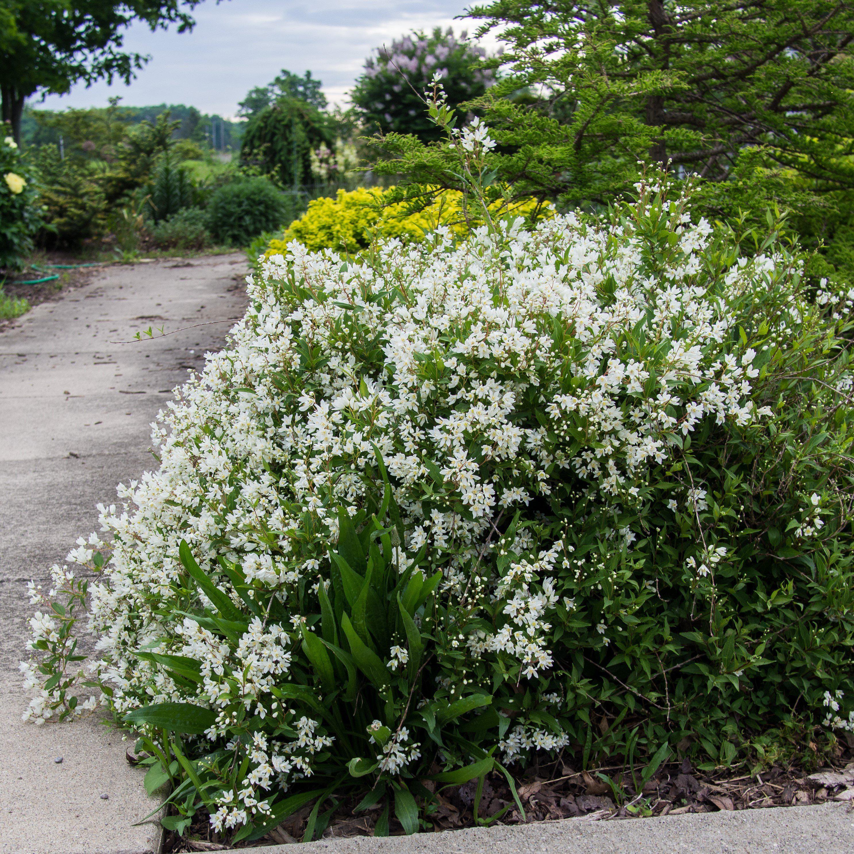 Deutzia, Dwarf Nikko Deutzia - Image 2
