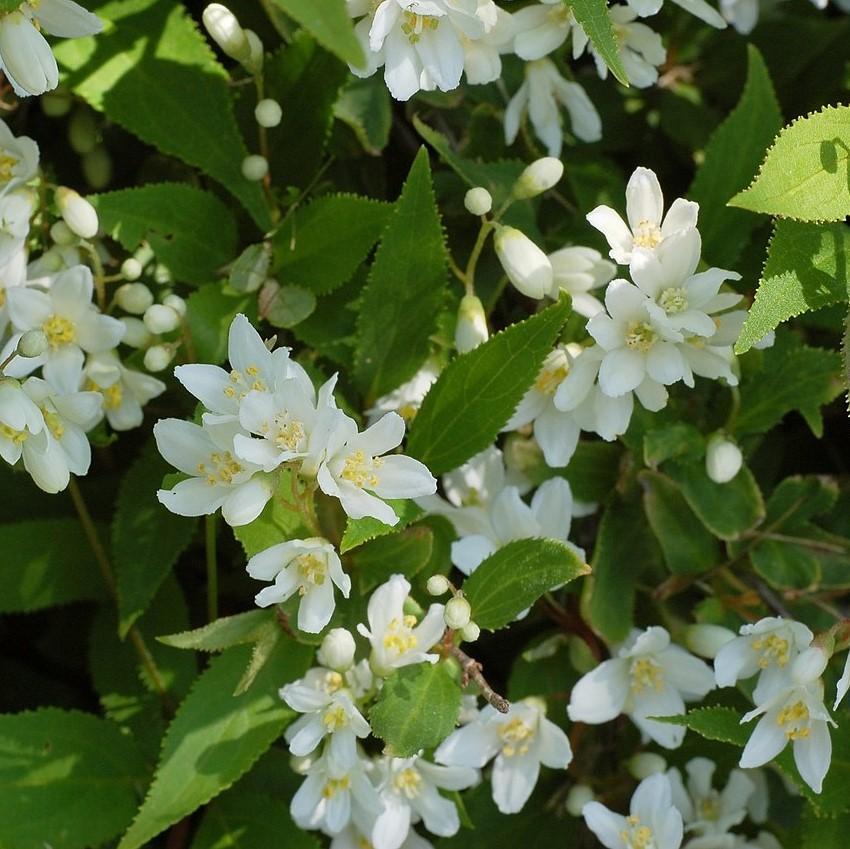 Deutzia, Dwarf Nikko Deutzia - Image 3