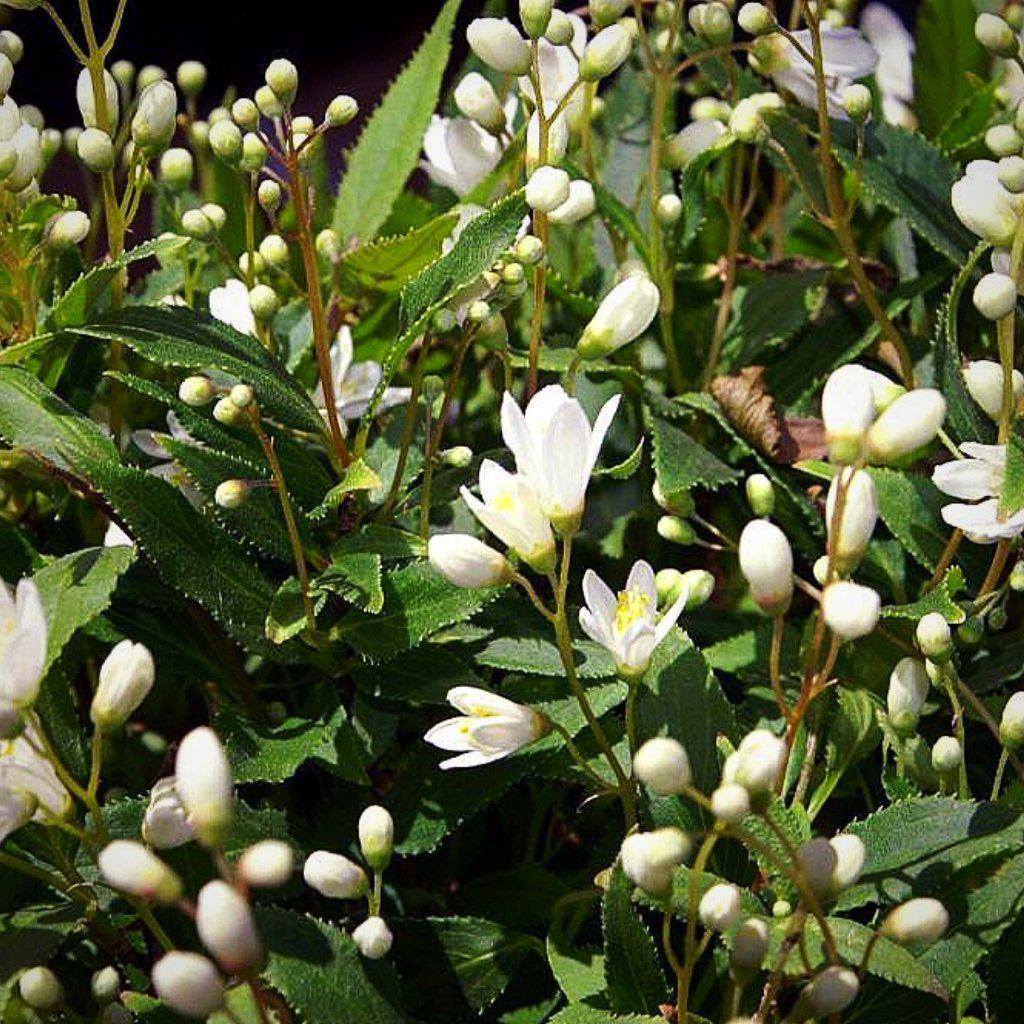 Deutzia, Dwarf Nikko Deutzia - Image 4