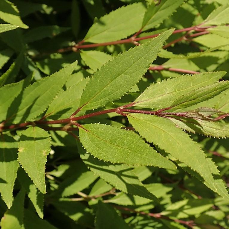 Deutzia, Dwarf Nikko Deutzia - Image 5