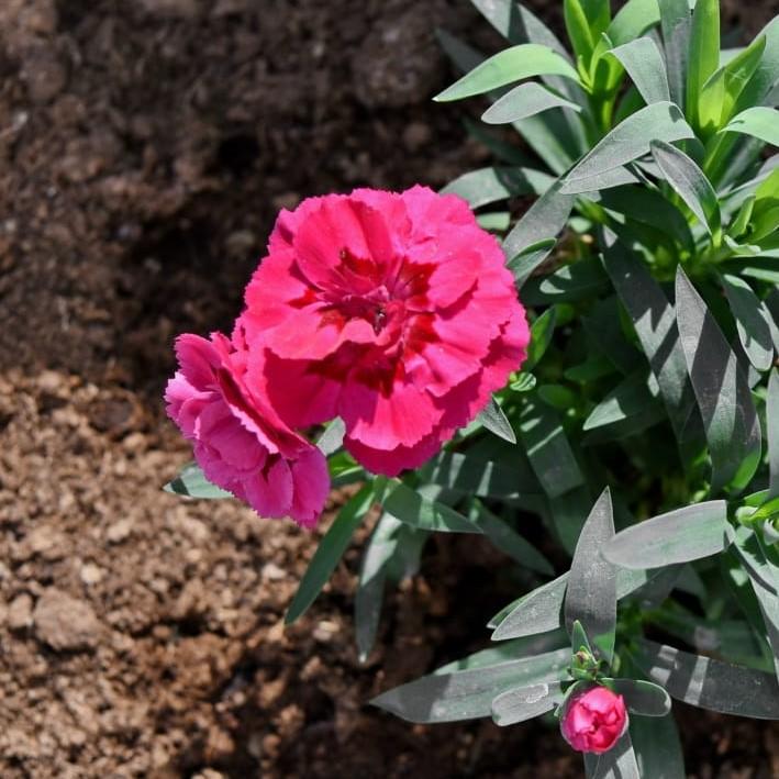 Dianthus, EverLast™ Orchid Dianthus - Image 2