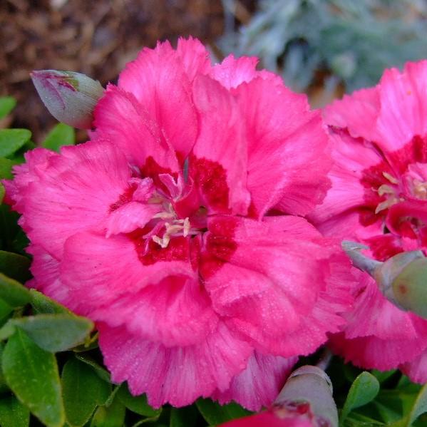 Dianthus, EverLast™ Orchid Dianthus - Image 4