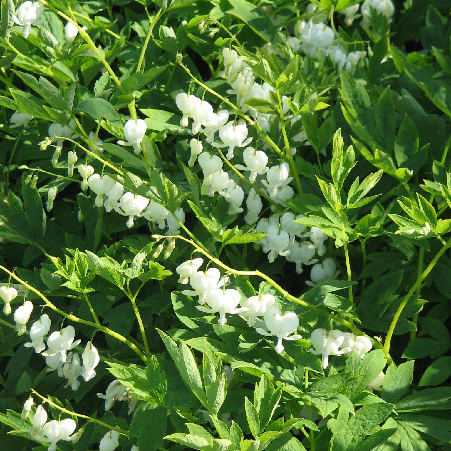 Dicentra spectablis 'Alba' - White Bleeding Heart