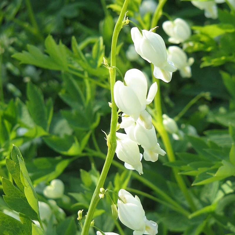Dicentra spectablis 'Alba' - White Bleeding Heart - Image 3