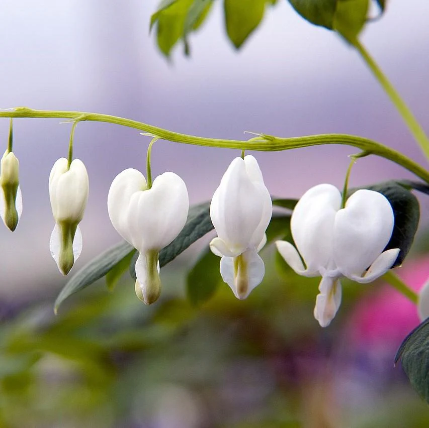 Dicentra spectablis 'Alba' - White Bleeding Heart - Image 4
