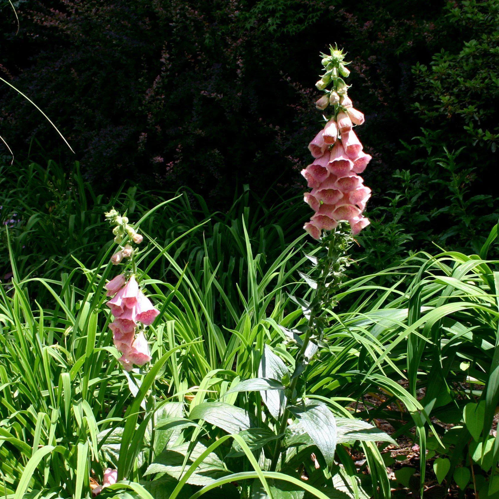 Digitalis x mertonensis  - Strawberry Foxglove - Image 2