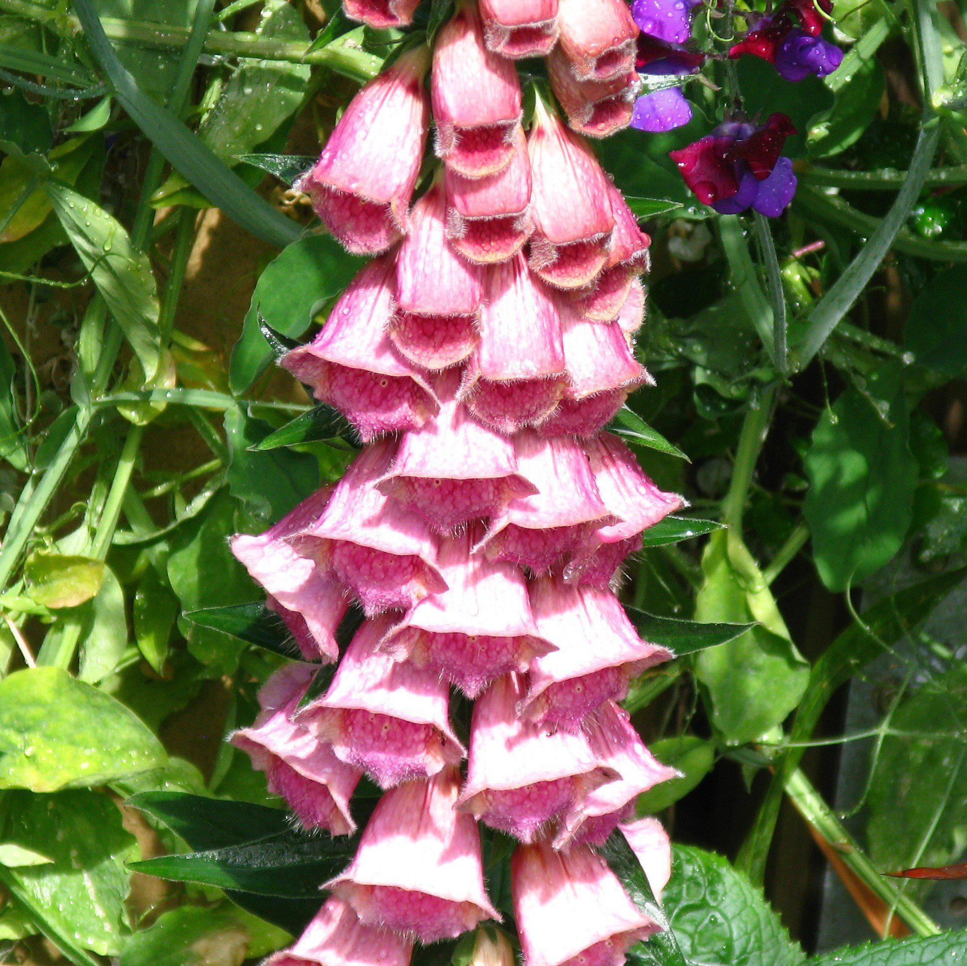 Digitalis x mertonensis  - Strawberry Foxglove - Image 3