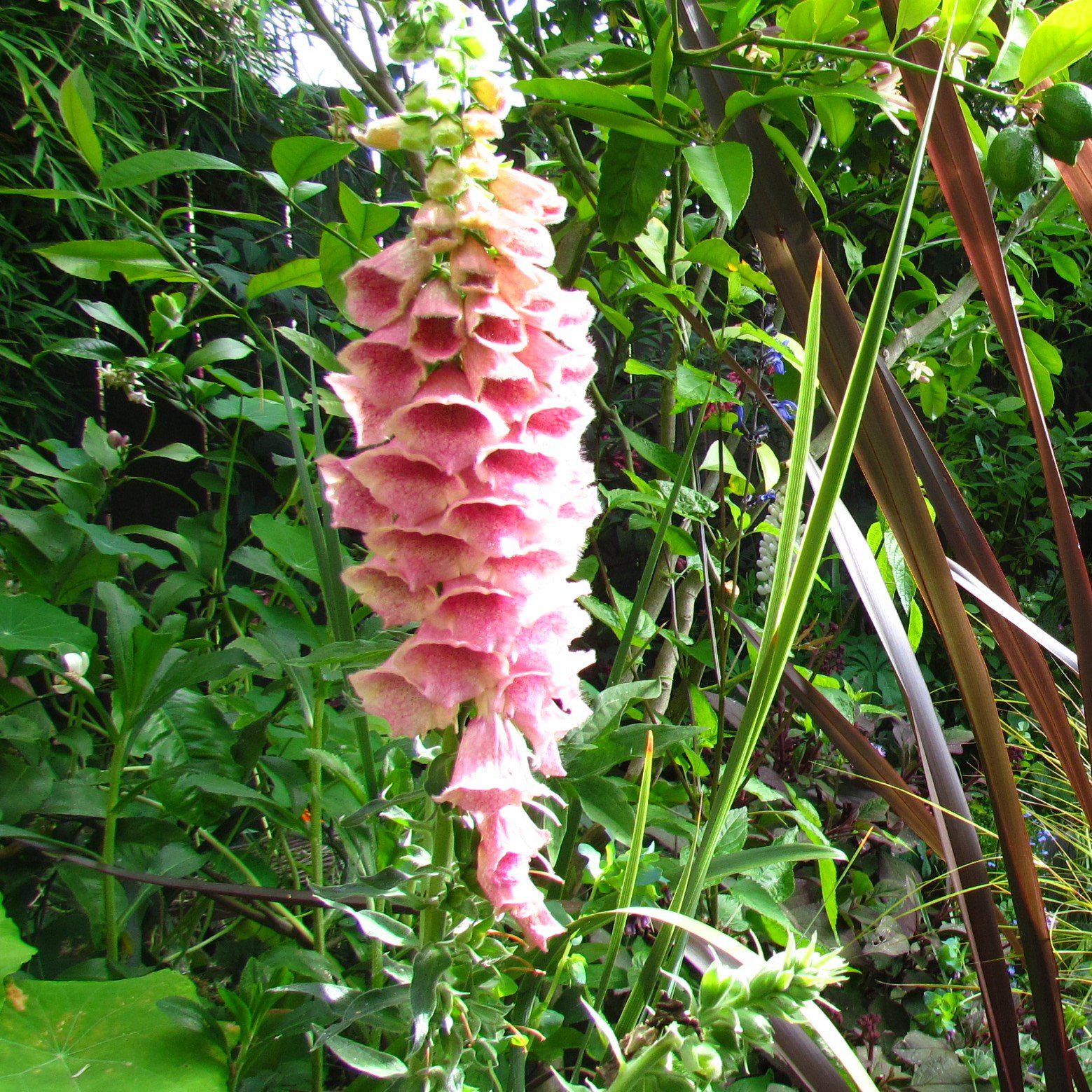 Digitalis x mertonensis  - Strawberry Foxglove - Image 4