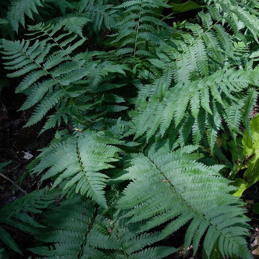 Fern, Goldie’s Shield Fern, Giant Wood Fern - Image 4