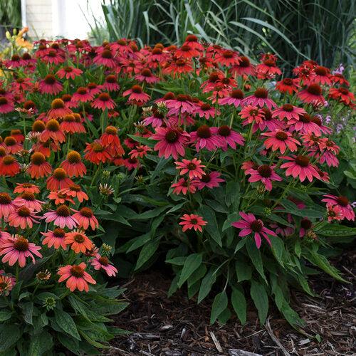 Coneflower, PW® Summersong™ Firefinch™ Coneflower - Image 2