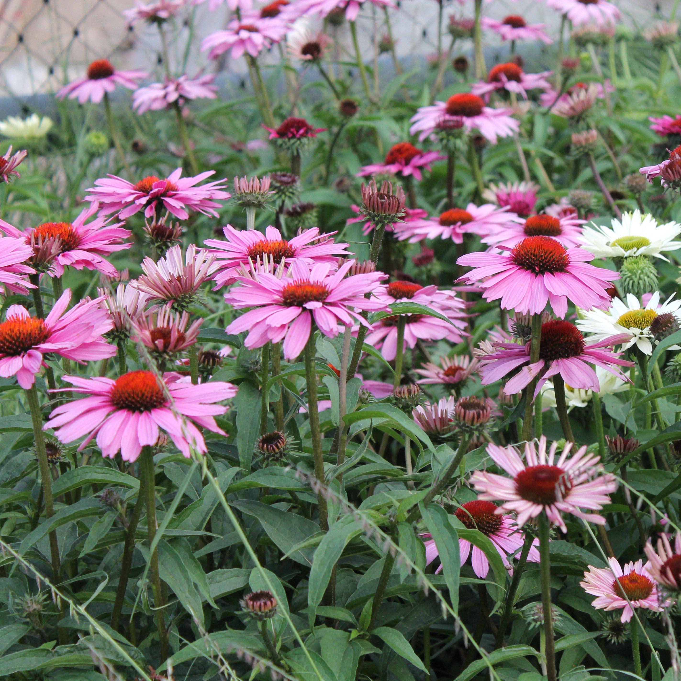 Coneflower, Magnus Echinacea, Coneflower - Image 2