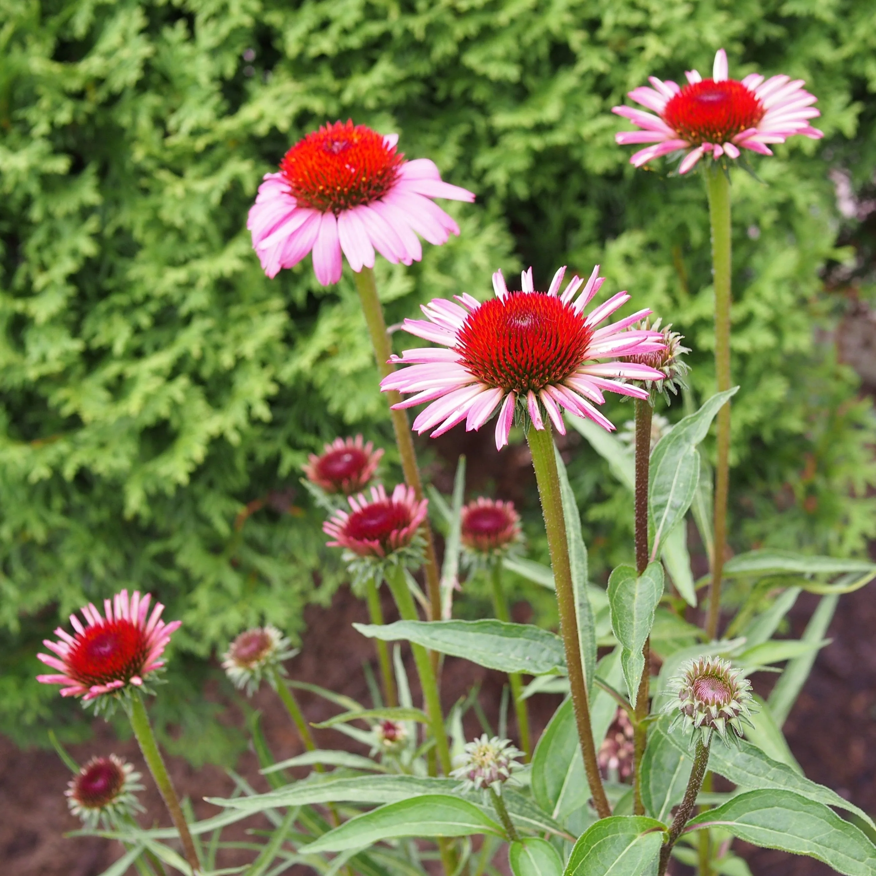 Coneflower, Ruby Star Echinacea - Image 2
