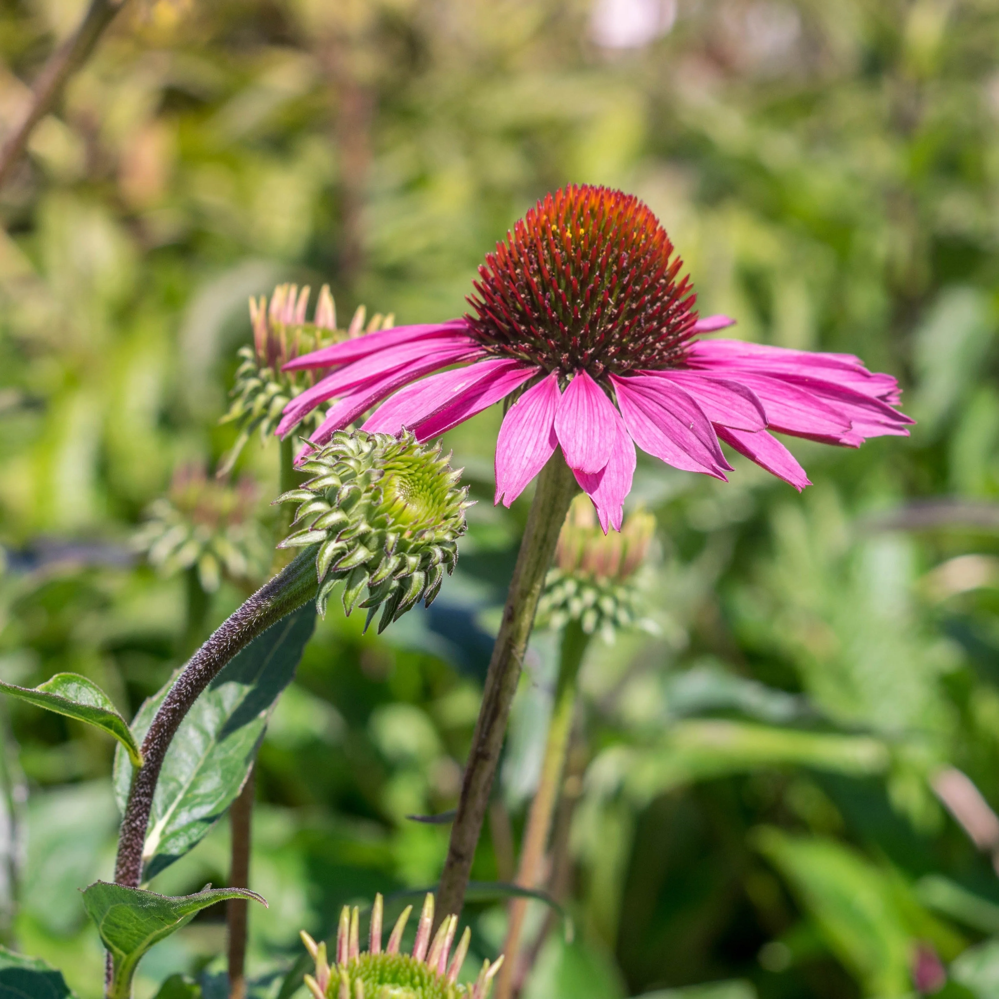 Coneflower, Ruby Star Echinacea - Image 5