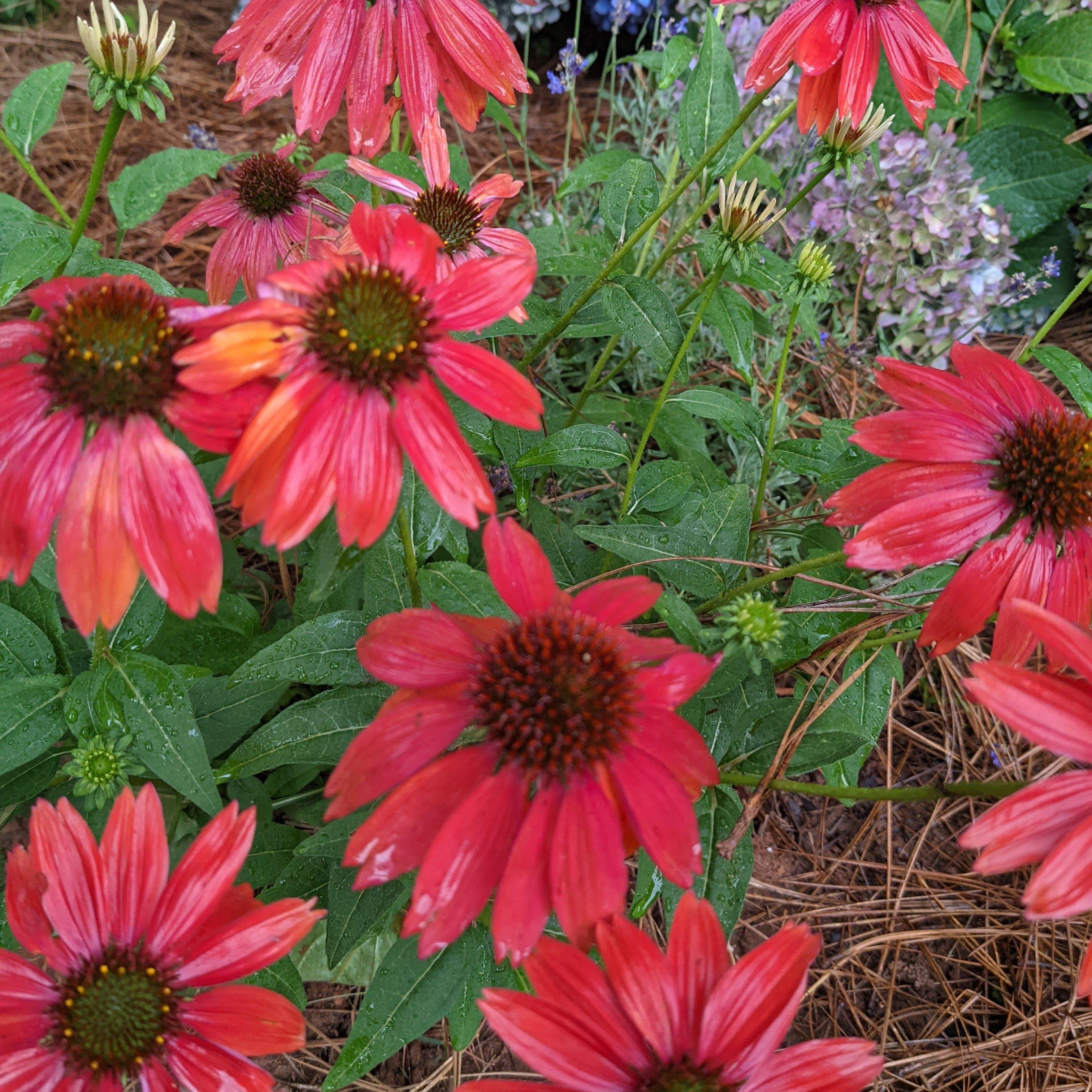 Coneflower, Cheyenne Spirit Echinacea, Coneflower - Image 3
