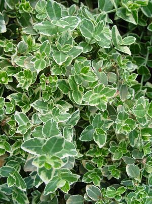 Euonymus, Emerald Gaiety Euonymus