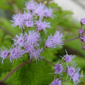 Joe Pye Weed, Hardy Ageratum
