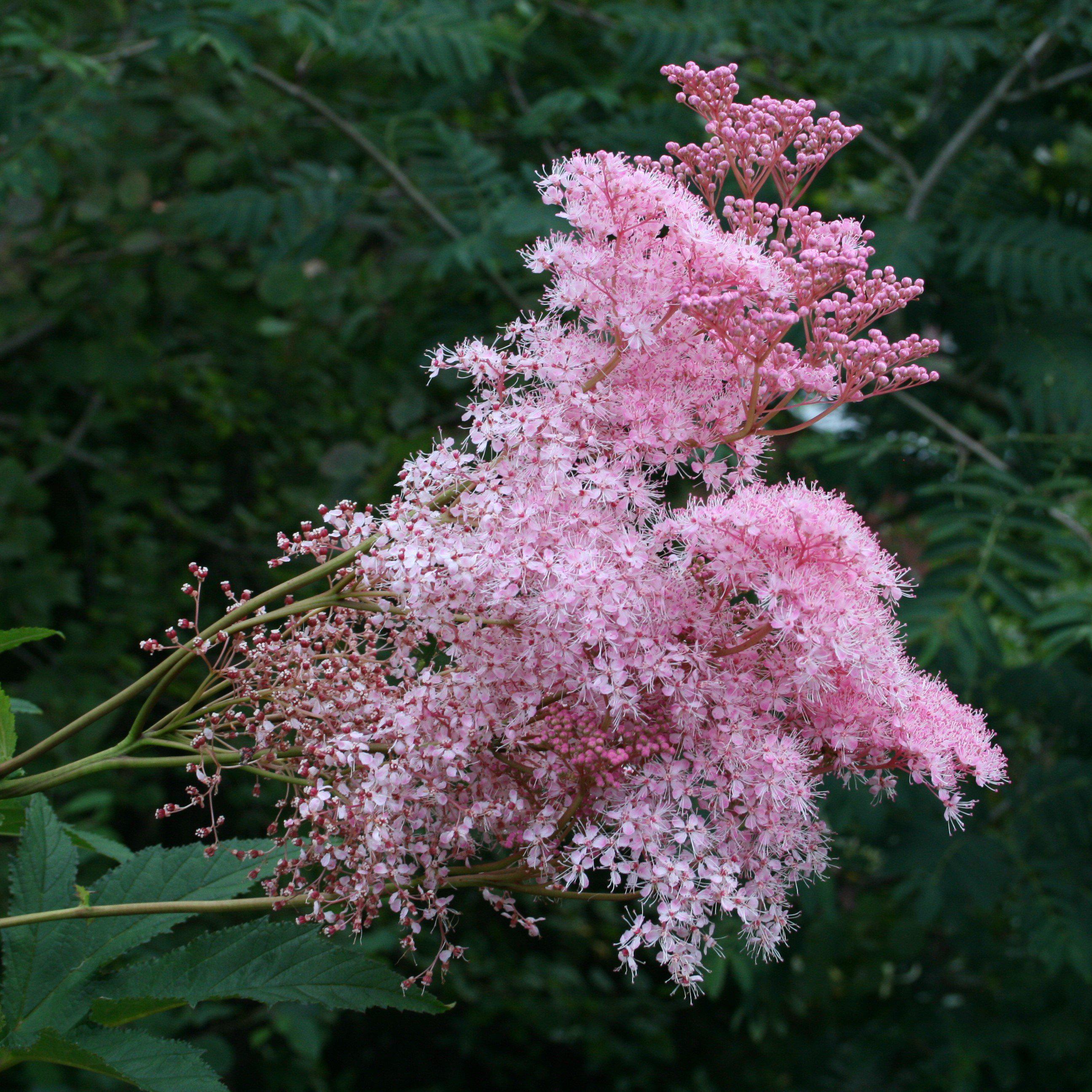 Filipendula rubra 'Venusta' - Venusta Queen of the Prairie
